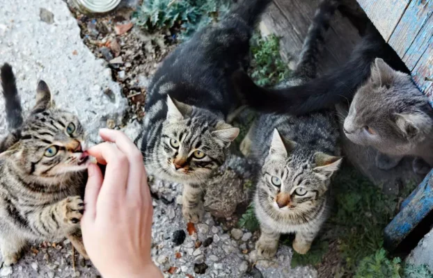 Los gatos de Canarias en la encrucijada: entre el maltrato institucional y su defensa ética