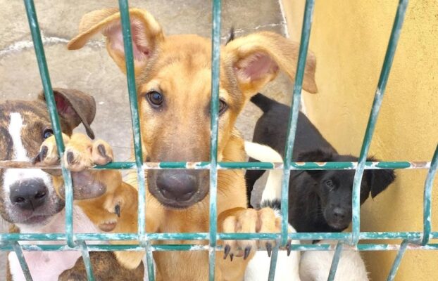 El decomiso judicial de animales maltratados: ¿liberación o condena?